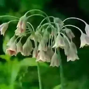ssp. Bulgaricum